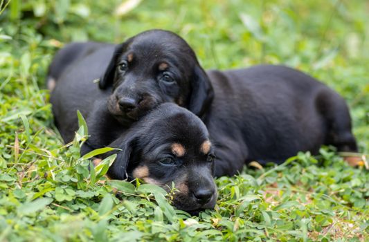 Beautiful dog breed of Dachshund puppies on a grass field, siblings love, always together, just open their eyes