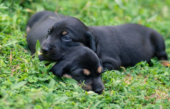 Beautiful dog breed of Dachshund puppies on a grass field, siblings love, always together, sleeping anywhere anytime