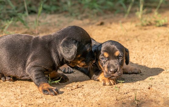 Dachshund puppies starting to explore the world around them for the 1st time, evening light hit their faces, siblings love, older sibling taking care of the younger sister,