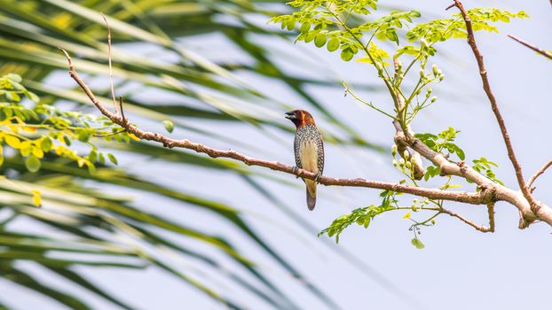 Scaly-breasted munia singings songs while perched on tree branch soft blurry background nature.