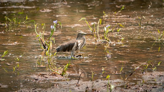 Yellow Bittern on a muddy waters hunting.