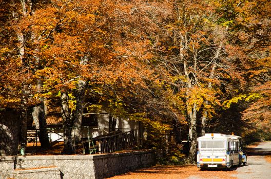 Autumn colors and foliage. A tourist train parked in the shade of colorful trees on a street covered with fallen leaves