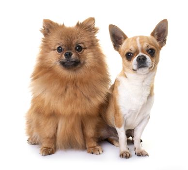 young pomeranian and chihuahua in front of white background