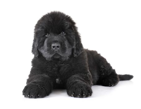 puppy newfoundland dog in front of white background