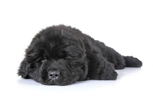 puppy newfoundland dog in front of white background