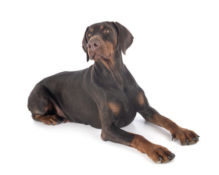 dobermann pinsher in front of white background