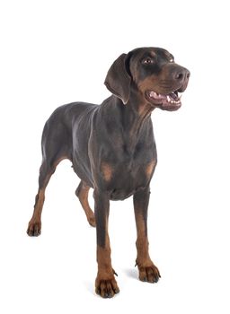 dobermann pinsher in front of white background