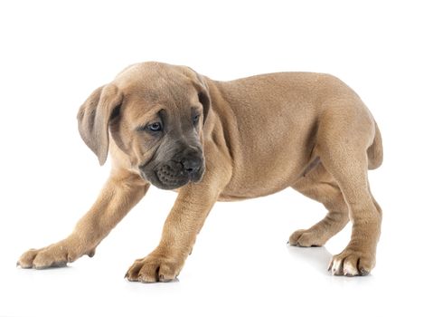 puppy italian mastiff in front of white background