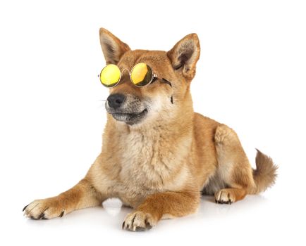 shiba inu in front of white background