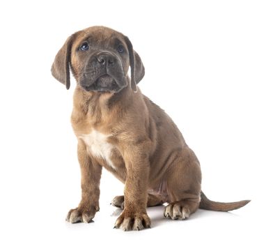 puppy italian mastiff in front of white background