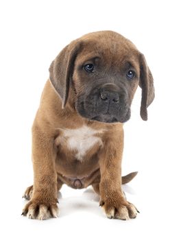 puppy italian mastiff in front of white background