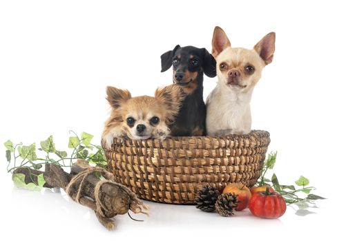 black and tan Dachshund and chihuahua in front of white background