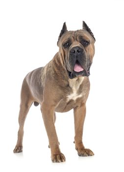 adult italian mastiff in front of white background