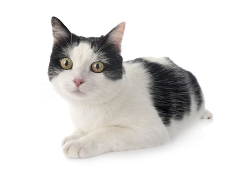 stray cat in front of white background