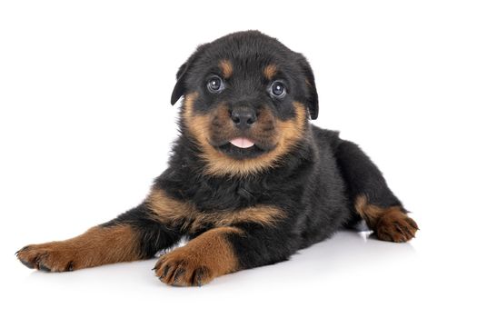 puppy rottweiler in front of white background