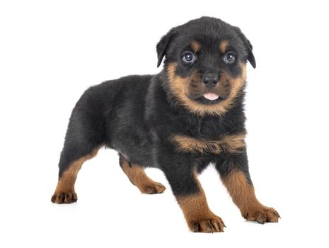 puppy rottweiler in front of white background