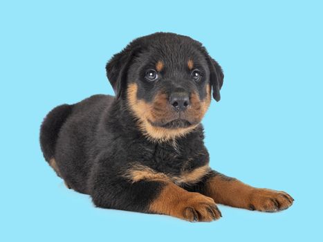 puppy rottweiler in front of blue background