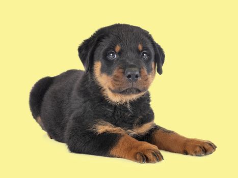 puppy rottweiler in front of yellow  background