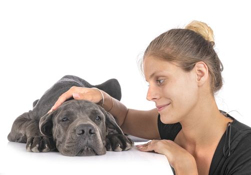 puppy great dane and woman in front of white background