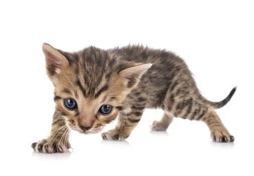 bengal cat in front of white background