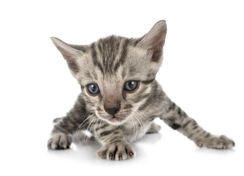 bengal cat in front of white background