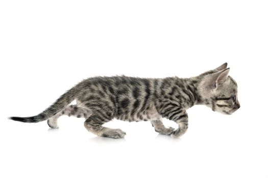 bengal cat in front of white background