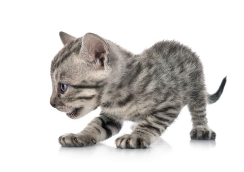 bengal cat in front of white background