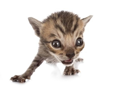 bengal cat in front of white background