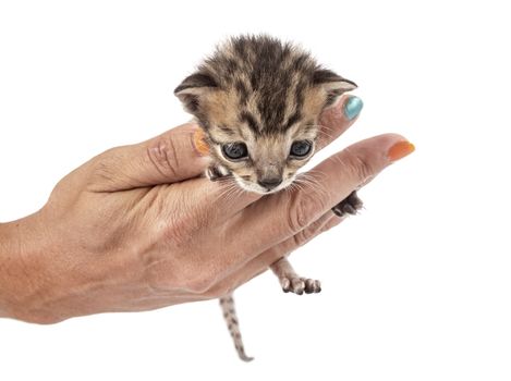 bengal cat in front of white background