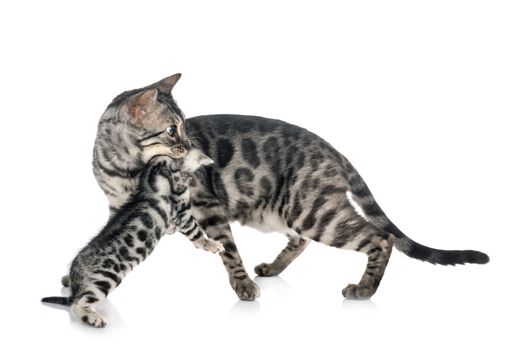 bengal cat in front of white background