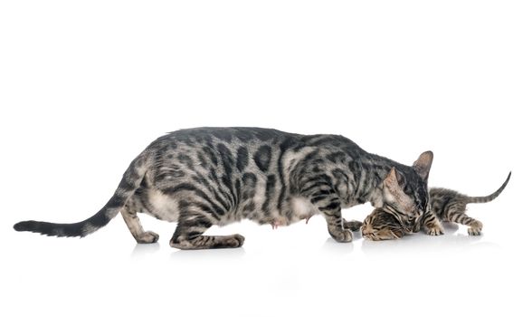 bengal cat in front of white background