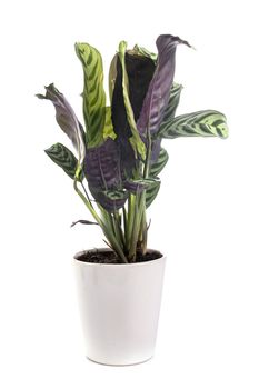 Calathea plant in front of white background