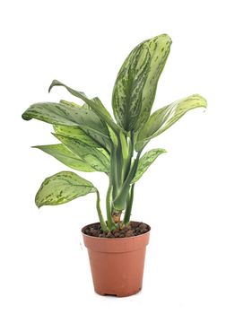 Aglaonema plant in front of white background