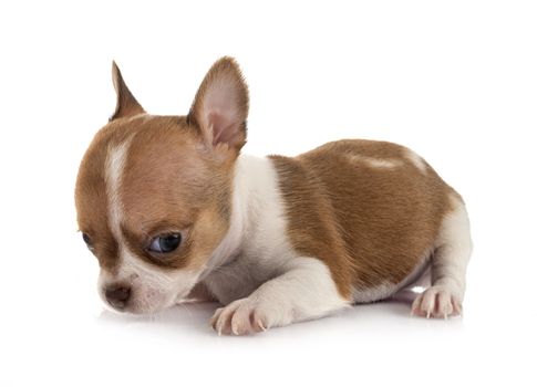 little chihuahua in front of white background