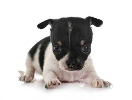 little chihuahua in front of white background