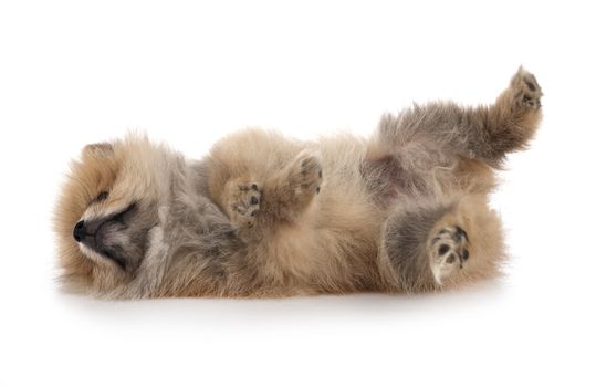 young pomeranian in front of white background