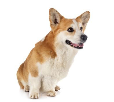 Pembroke Welsh Corgi in front of white background