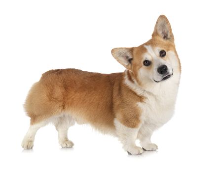 Pembroke Welsh Corgi in front of white background