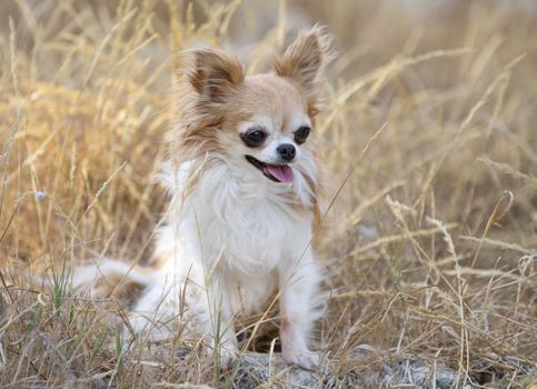 little chihuahua posing in the nature in summer