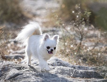 little chihuahua posing in the nature in summer