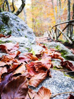 Autumn colors. Autumn leaves fallen on a rock of a forest path