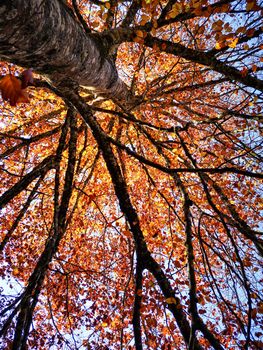 Autumn colors. Bottom view of the branches and of the foliage of a tree with leaves close to the fall