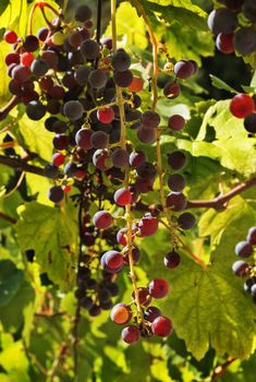 Fantastic bunch of black grapefruit in the leaves, it's backlighted ,the  vineyard is in the North of Italy , high contrast , saturated colors ,vertical composition