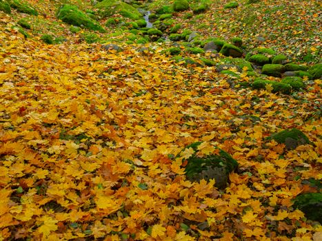 Autumn, Gold Trees in a park. The Season Of Colour. Autumnal Park. Trees And Leaves. Background group autumn orange leaves.