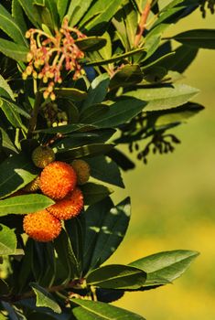 Impressive strawberry  tree fruits , the fruit is red and yellow with a rough surface ,vertical composition 