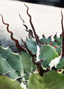 Blue -green agave leaves with beautiful long and sharp thorns  ,bright spiral thorns ,high contrast , front view , vertical composition ,color shading 