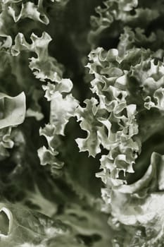 Bright and wavy lettuce detail in black and white  , studio shot ,