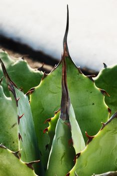 Blue -green agave leaves with sharp red thorns , one long thorn in focus ,front view , vertical composition ,color shading , out of focus background