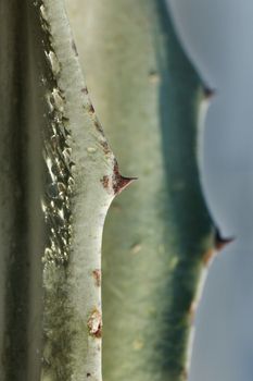Drops of water  on an agave leaf with red thorns ,several reflections of sunlight , vertical composition ,color shading ,selective focus ,high contrast