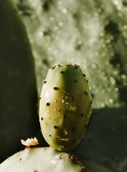 Indian fig opuntia fruit close-up , several water drops on the fruit, the plant is also called prickly pear cactus ,selective focus , high contrast ,